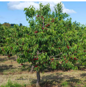 CherryTree 9.5.5.6.1 CherryTree Download (Latest 2025)